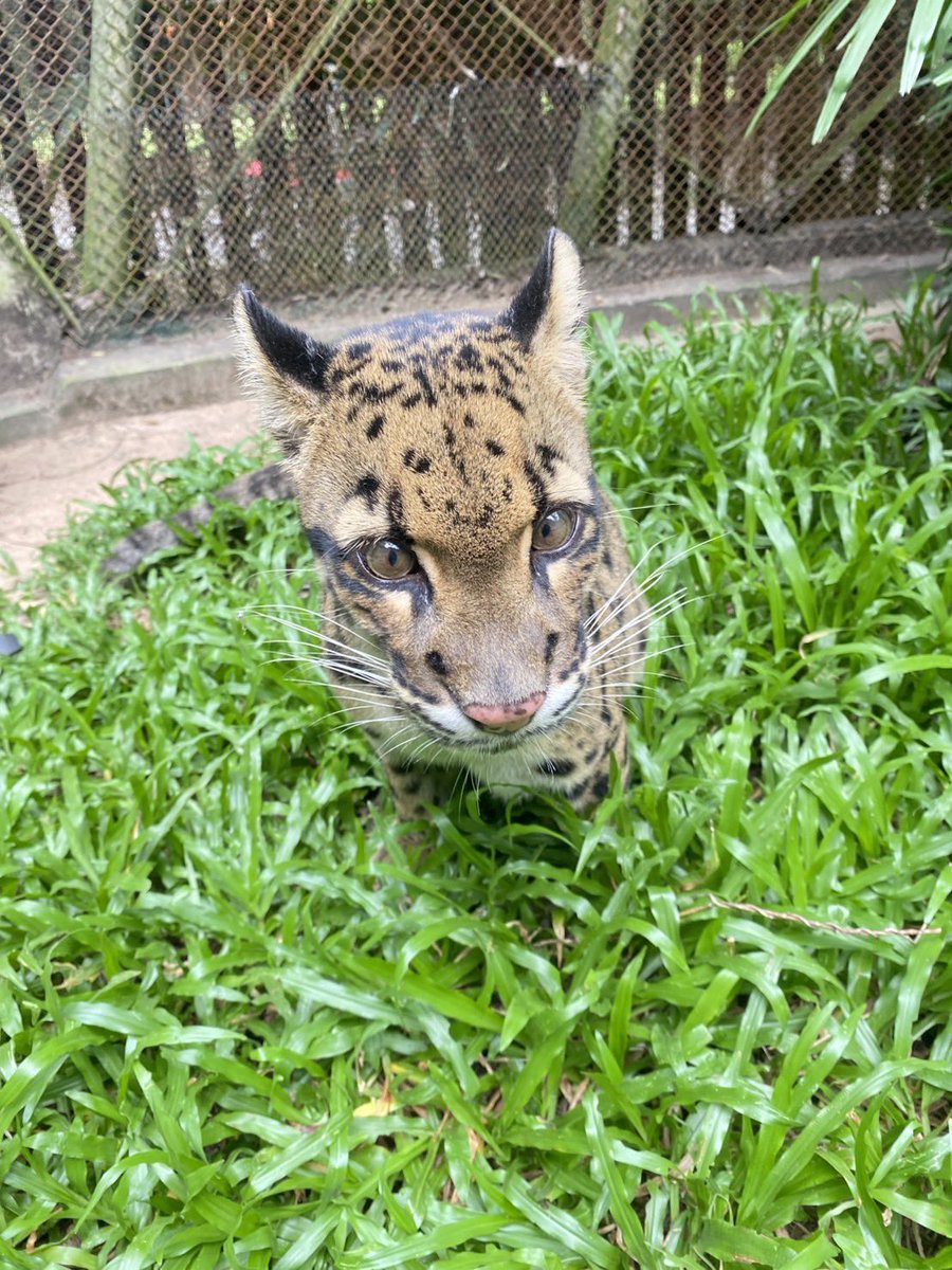 KhaokheowZoo's tweet photo. ดุดัน 🐯 ไม่เกรงจายคราย  แฮร่…

#เสือลายเมฆ #สวนสัตว์เปิดเขาเขียว https://t.co/lwCPwqSty4