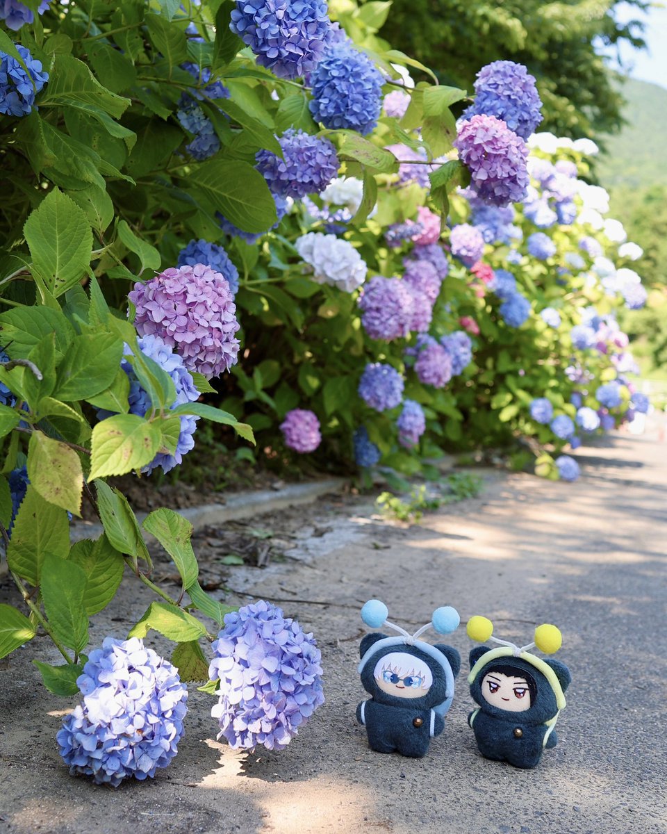 moco14797's tweet photo. ちみつむりさんと紫陽花さんぽ🐾🐌
♡の紫陽花もあったね💠 https://t.co/vLvBREuqBP