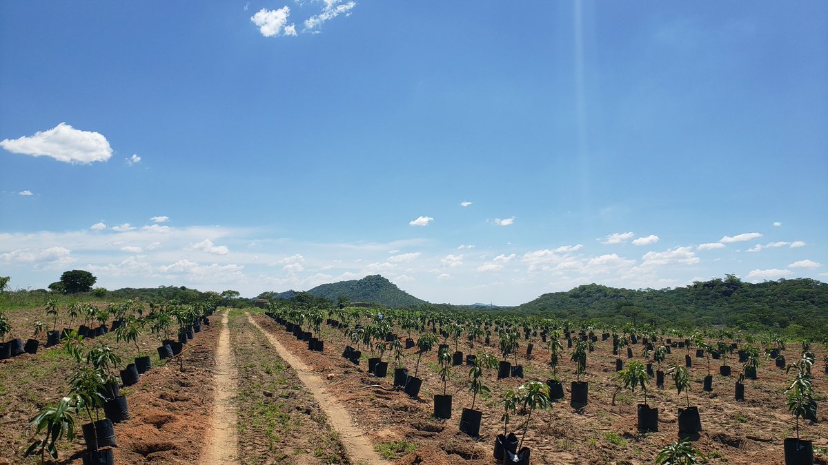 EntrepreneurFar's tweet photo. A farmer with 1 hectare, owning the value chain, producing premium products, with strong branding &amp; direct customers can outperform someone with 50 hectares and no market.

The future belongs to farmers who understand both production and business.   Produce more value https://t.co/5L4Bo18oaX