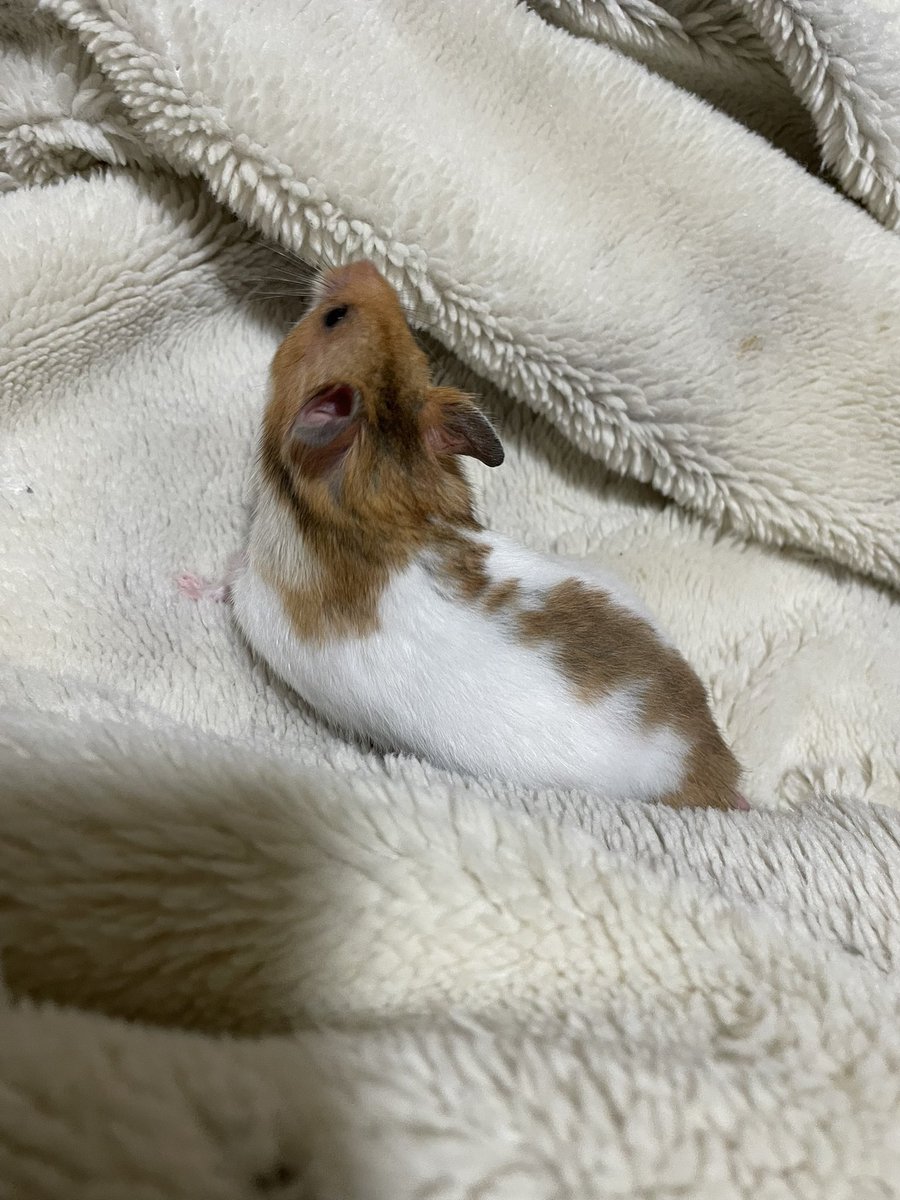 Yurika3G's tweet photo. ただいまー
🐹遊んで遊んで https://t.co/cQwNSphUhv