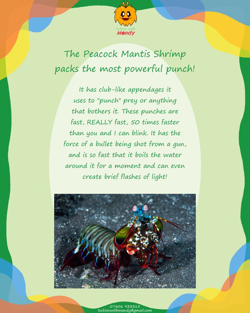 tuitionmandy's tweet photo. The Peacock Mantis Shrimp is one crazy creature! #tuitionwithmandy #education #teacher https://t.co/o3YLMQsk4Z