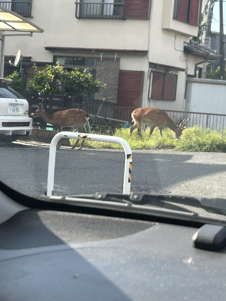 49961772's tweet photo. こんばんは😃
小生の今の職場は近鉄奈良線新大宮駅にあります
次は終点近鉄奈良駅です
奈良公園の最寄り駅です
事務所帰る時に信号待ちしとったら
鹿おったで
奈良公園からそこそこ離れとんで
鹿やで、鹿🫎 https://t.co/hAQ2e6iBE4