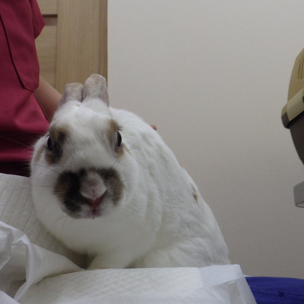 RabbitsAC's tweet photo. [ご長寿うさぎさん]みみちゃん１４歳になりました。牧草むしゃむしゃ食べてとても元気です。 https://t.co/2NyLSF6Qpj