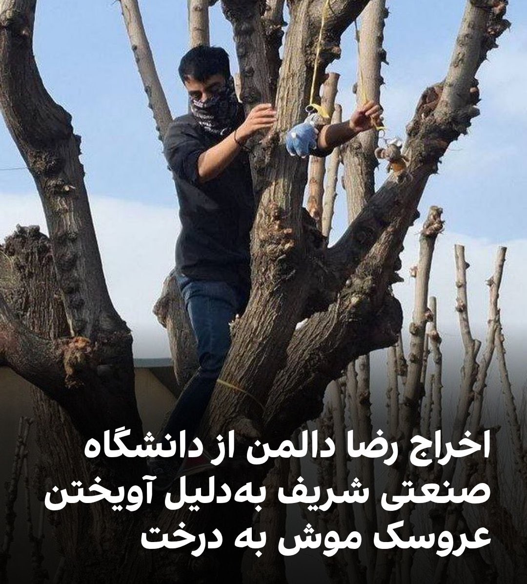 gh0lch0magh's tweet photo. رونوشت به جمهوری اسلامی:
لیاقت نخبه‌های ایران رو ندارین، لیاقتتون همون امثال قیصر و صدف طاهریانه. https://t.co/ySGchuSrQx