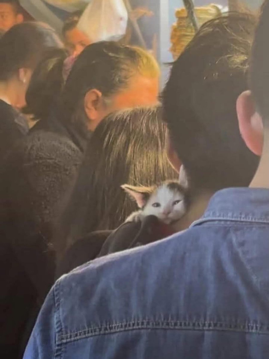 BestOfMeow's tweet photo. https://t.co/HntAOMTfSH