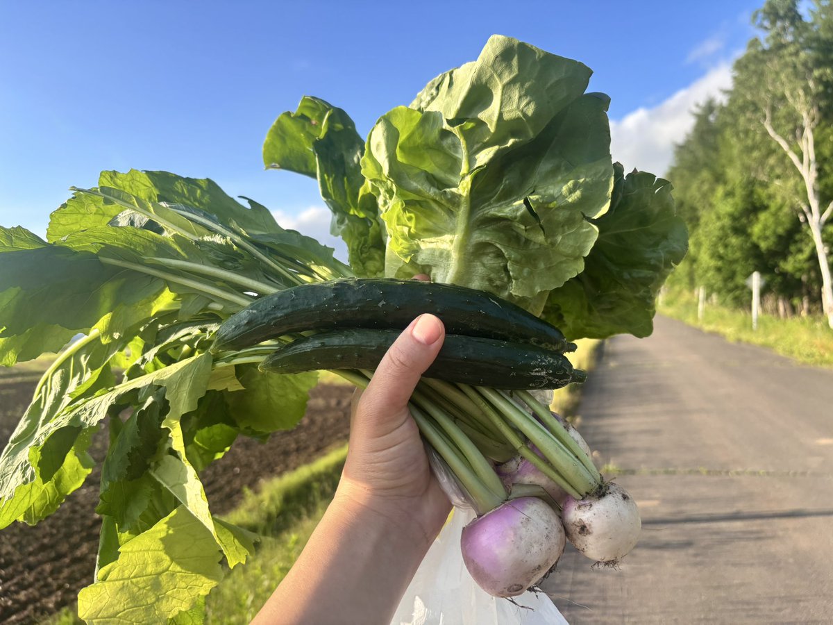 428Yt's tweet photo. パンを焼いたからご近所さんに走って届けに行った！
そしたら野菜もらったー！
海鮮丼野菜もりもりの完成！

あつ森生活気持ちいい〜www https://t.co/h93YLj5Et6
