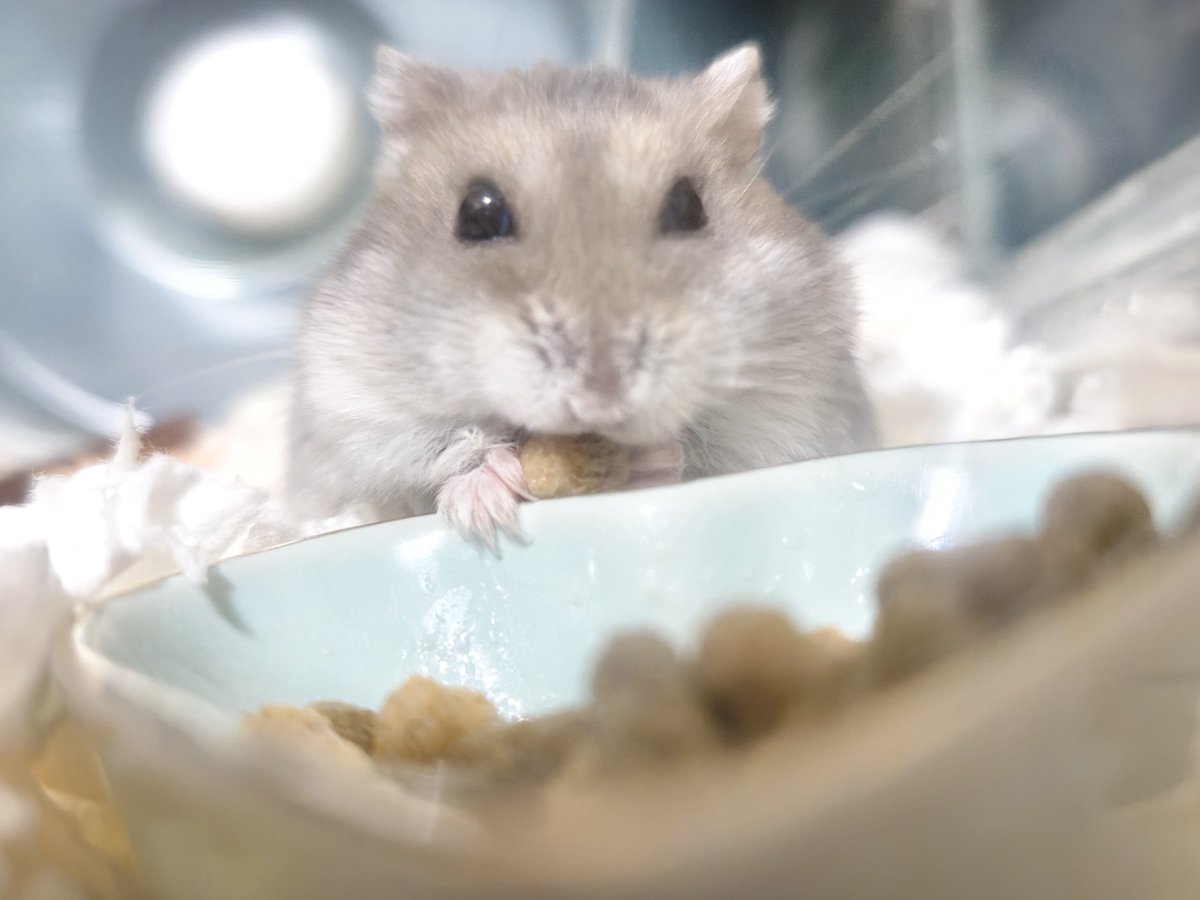 kemari_no_ouchi's tweet photo. 🐹ごはん うまうま
　いなり にっこり https://t.co/yy1mPs4LMO