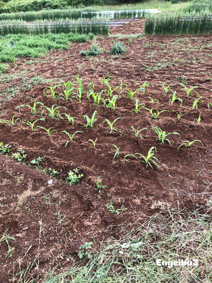 s8e_z's tweet photo. 畑の端っこに植えたポップコーンの土寄せをしました。

本日の作業のメインは
畑に隣接する道路沿いの草刈りでした🌱

アスファルトから生える雑草を刈るのは、けっこう大変ね😰

冬までいったい何回この作業をしなくちゃいけないんだろうかと…

考えないようにしますーーー💧 https://t.co/6hDIwMKRd3