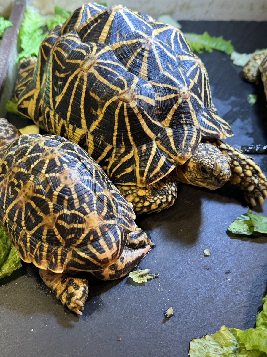 plusgoeflutz's tweet photo. 今日のインドホシガメ。ななちゃんとレオくん。最近ななちゃんが食べてるが食欲ちょっと少ないと思って。毎朝ちょっと鼻水があって。朝の鼻水減りましたが念のため病院で診察して貰いました。肺炎と言われました。怖い。抗生物質薬貰った。一応薬頑張って飲ませる。肺炎本当に怖い。
#インドホシガメ https://t.co/narKWnCYYp