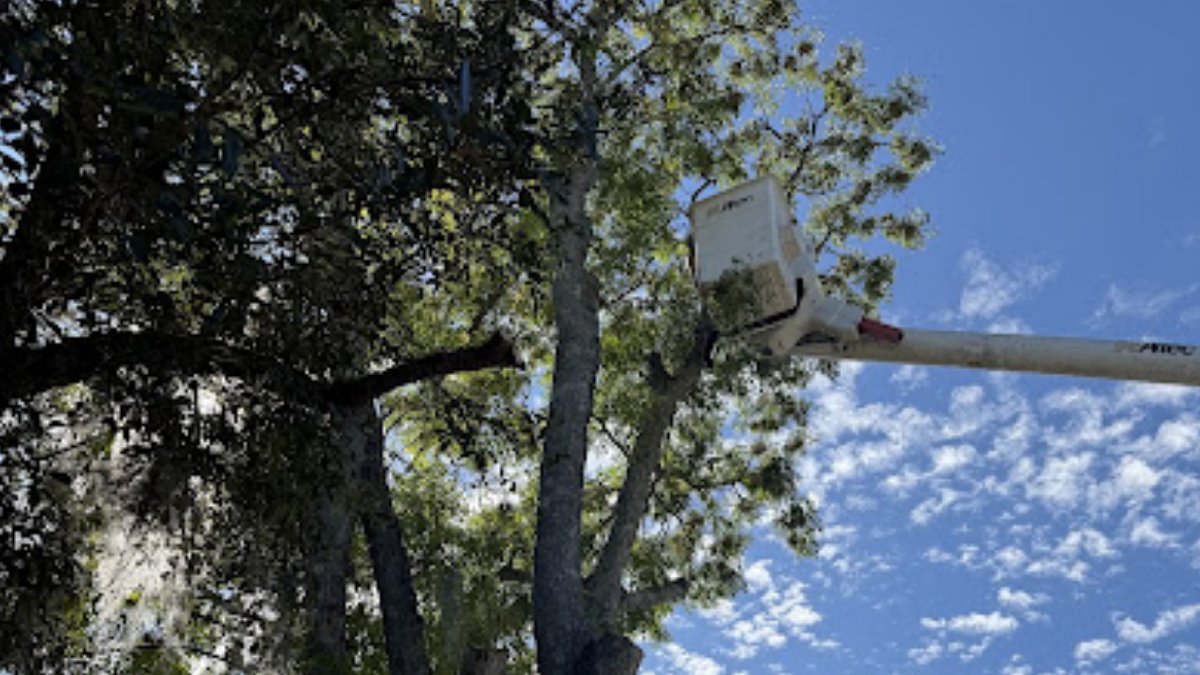 prioritytreecut's tweet photo. One Small Branch Today Could Be Major Damage Tomorrow

• Small cracks often grow over time
• Weak branches worsen during storms
• Early pruning prevents bigger issues
• Minor problems can become costly repairs

Don't ignore the warning signs.

#TreeTrimming #StormSafety https://t.co/8vrEacUIrm