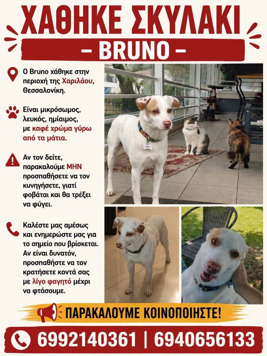 KatKatPt's tweet photo. 🆘️🆘️🆘️
Χάθηκε ο Bruno στην περιοχή της Χαριλαου Θεσσαλονίκη 
Αν τον εντοπίσετε μην προσπαθήσετε να τον πιάσετε γτ φοβάται κ θα τρέξει 
Καλέστε άμεσα στα τηλ να ενημερώσετε για το σημείο που βρίσκεται
Rt 🙏 🙏 🙏 https://t.co/udCw49rX2Y