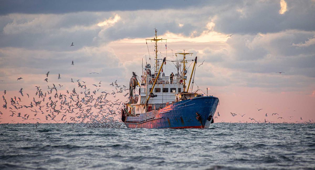 smalltalkdaily's tweet photo. All eyes on this today and what will be the next move in the world's largest fish meal and fish oil producer

Peru's Ministry of Production (PRODUCE) is in the middle of a 30-day extended industrial anchovy fishing suspension in the north-central zone. Running from May 27 through June 10, 2026, the ban was enacted due to persistent El Niño conditions and a high concentration of juvenile fish

Prices have risen strongly since May as the fishing ban started and there was a tightening of supply of the key aqua ingredients globally

Will the extended ban be pushed out from June 10th?