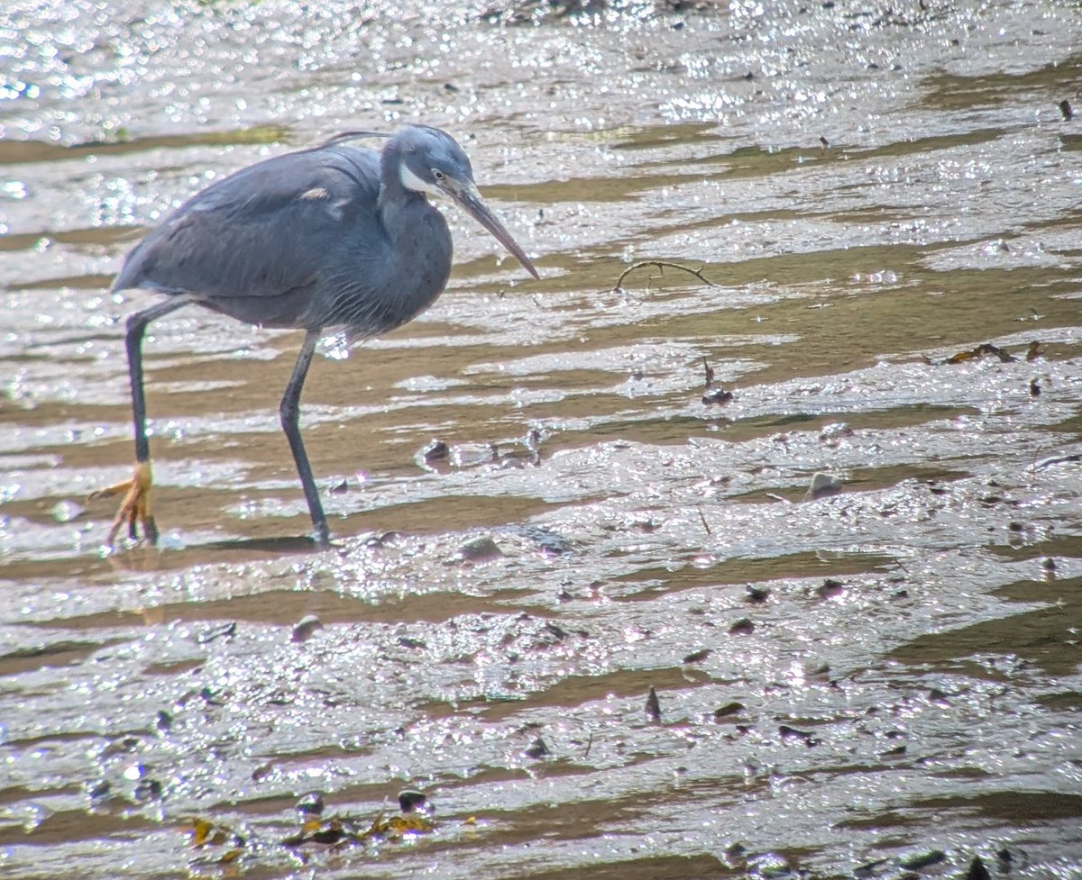 RichardHazel14's tweet photo. Great to see the reef heron in the harbour today! Fab views ...  just a phone pic for record. https://t.co/jfXGbv2a3Z