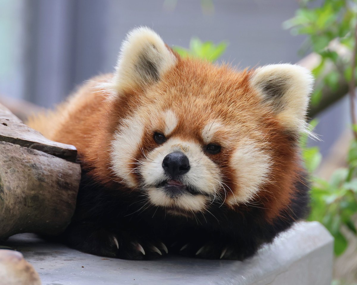 アヅ＠咲弥ちゃんガチ勢 (@adz_redpanda) / Posts / X