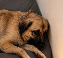 go0soll's tweet photo. This is going super viral now and even lead to protests

A dog named jette was brutally tortured and killed by her owners. It was all filmed

They are being prosecuted right now

Theres alot of articles

Fees to Animal Foundation who fight against stuff like this

https://t.co/74hf1AH9AI

https://t.co/6IoDElb4u9