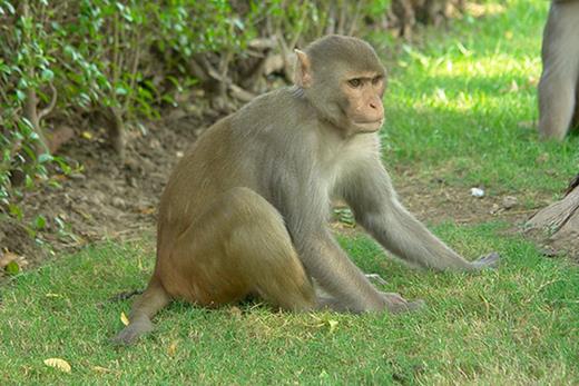 preLights's tweet photo. What can the oldest recorded female rhesus macaque teach us about #ageing? 🐒
This #preprint highlight prepared by @wirthstef discusses dementia-like symptoms and how they shaped her behaviour - and what it means for geriatric animal welfare.
#preLight: https://t.co/a5WOzmvdUn https://t.co/4u3U5EEb6F