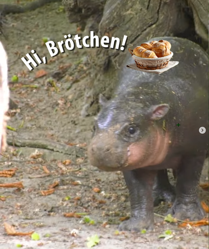 rolliesol's tweet photo. Its OFFICIALLY confirmed now on ig !!!!!!

Hi #Brötchen

https://t.co/BYLRkqnL1r https://t.co/TiAP9vgadm