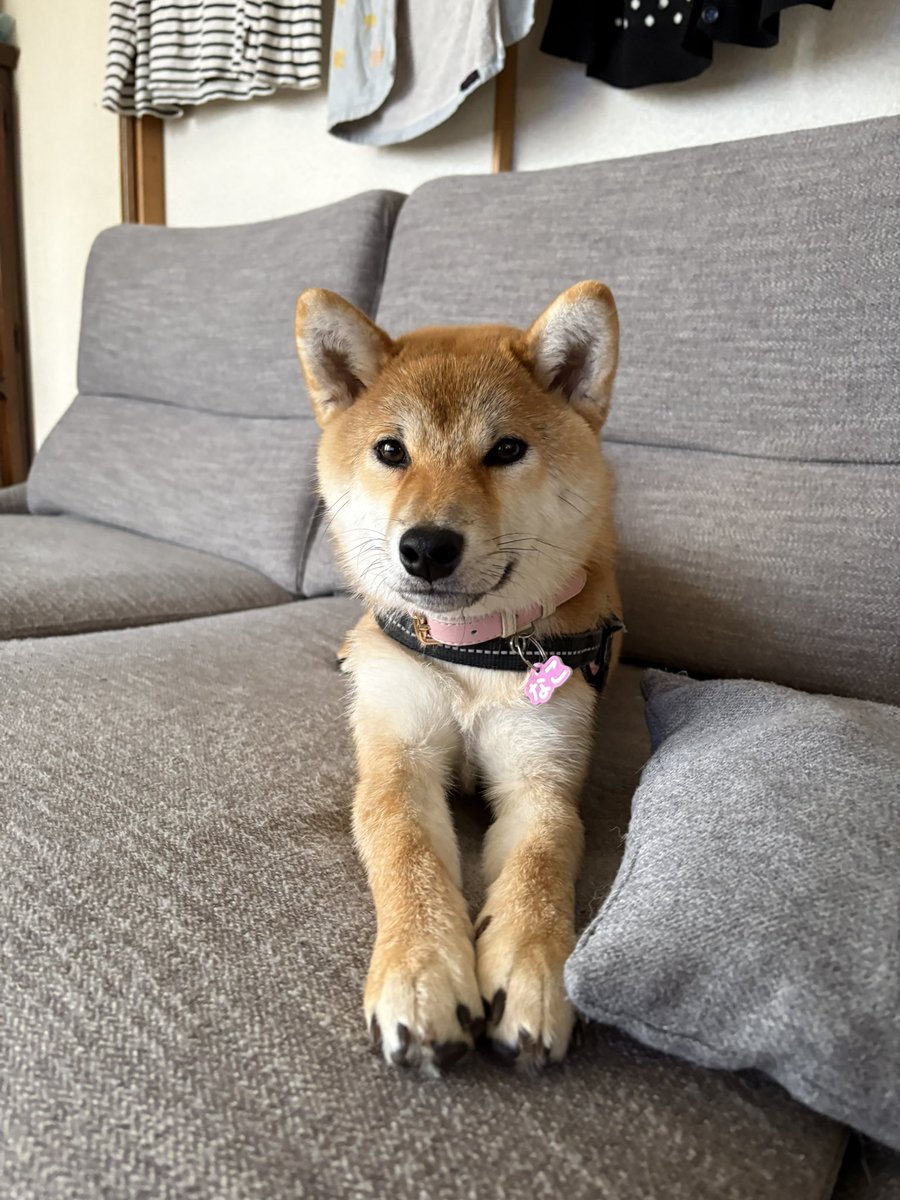 kotaroo0301's tweet photo. アタチの可愛さに負けてお願いしやす https://t.co/jcRmeXC7W5