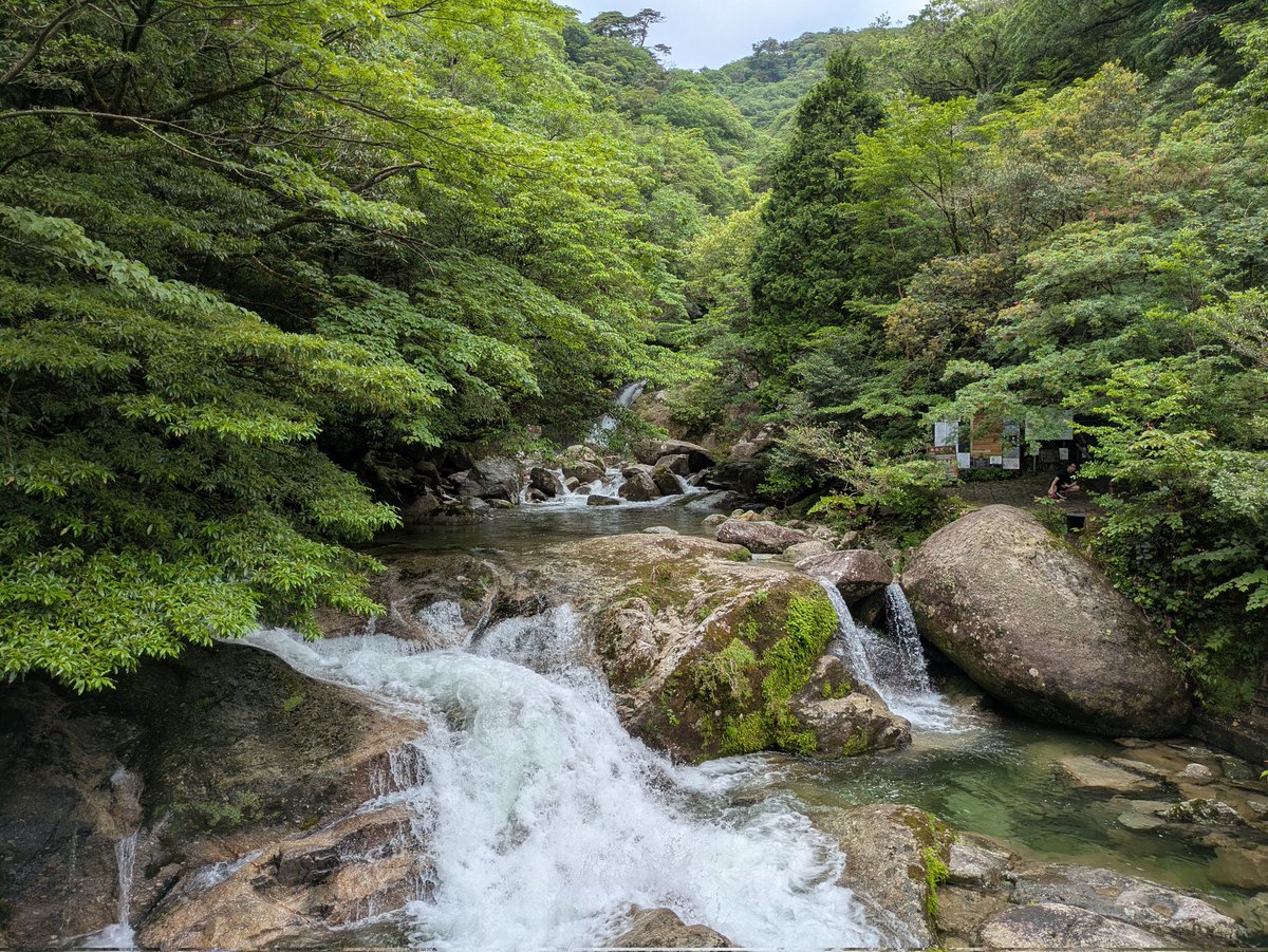 na_pccolor's tweet photo. 屋久島エネルギーがすごすぎたのでもう少しお写真をば。 https://t.co/UwtQtzBiVO