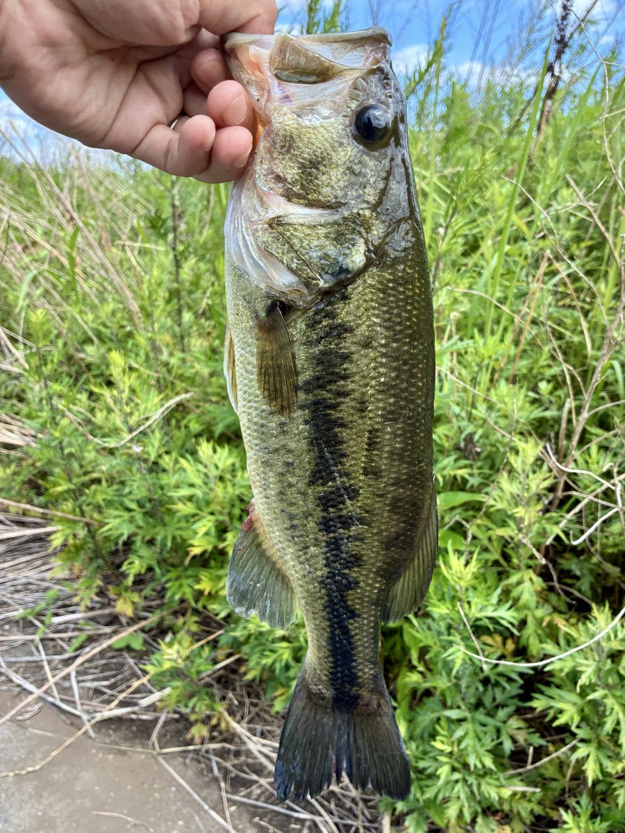 kitatsu18's tweet photo. 夜勤明けPM釣行🎣 
台風後初釣行🌀…は嘘！
前回は川がコーヒー牛乳色で30分断念😂

2バイト1バラシ1フィッシュ🐟
デカいのバラした😭

そういや夏場の日焼け対策で
フェイスガード？カバー？マスク？🎭
購入を検討しているのですが
怪しまれたり通報されないか心配です…

#バス釣り
#バス釣り初心者 https://t.co/eU6YZdiU1g