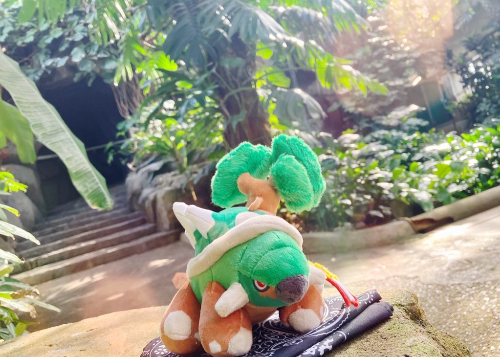 ketaki_nuikatsu's tweet photo. #キミにあえた @pokemoncenterPR 
ドダイトス、僕の人生初のポケモンは君だった。シンジ湖での出会いから19年。あれからだいぶ遠くまで来たね。きっと君じゃなければダメだったんだ。クラスの子からなんと言われようと、何をされようともその気持ちは揺らがなかった。本当にありがとうだよ https://t.co/uMmiTQ3v5x