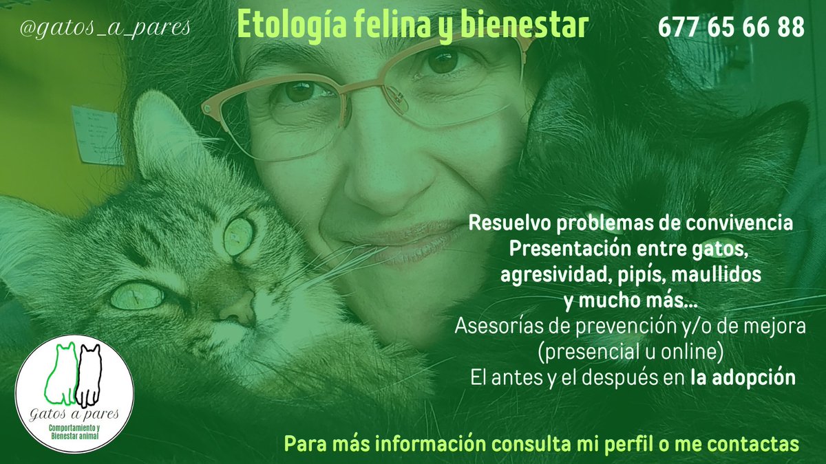 MariaJosepPS's tweet photo. Si tienes problemas de convivencia con tu gato, contáctame. Resuelve cuanto antes para que no se cronifique y sea más complicado solucionarlo. Pipí por casa, agresividad o conflicto entre gatos, miedos, .... Todo tiene solución, búscala 😸😸 https://t.co/ak5JqezUv6