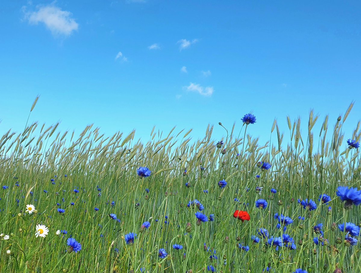 gron_sweden's tweet photo. ミッドサマー(夏至祭)が近づき、
定番の花が咲きそろった明るい季節の中で、太陽は一年で最も強い輝きを放ちます。 https://t.co/Dg7PpLRtXk