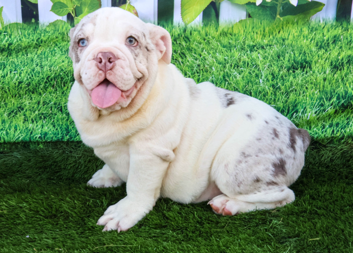 BulldogFinP's tweet photo. 📢Official Announcement📢We're Hiring!
After a long search, I'm pleased to announce that our new Director of Relationship Management, Lentil, will be joining the team on Friday.
We hope for his safe arrival.
He has pretty big paws to fill after Butch.
#BulldogFinancialPlanning https://t.co/q2tCLB3jZH