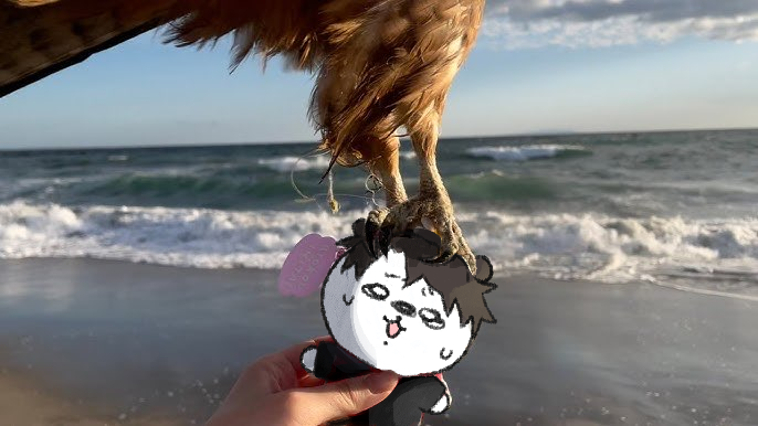 nyi2ko's tweet photo. he took me 130 pulls so i'm feeding him to the eagles https://t.co/pAuKpBKPw1