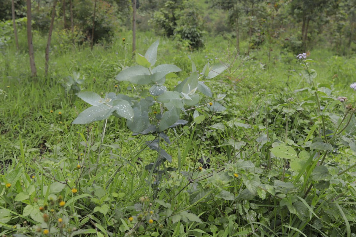 UNHCR_DRC's tweet photo. 📍 Lusenda, Fizi

🌱 UNHCR strengthens food security 🍚 and economic self-reliance 💼 for Burundian refugees in Lusenda &amp; Mulongwe.

Thanks to @EU_Partnerships  1⃣5⃣1⃣0⃣families (8,760 people) received seeds 🌾, land 🌍 &amp; tools 🚜. 📈 for sustainable farming activities🐄🌿 https://t.co/isb05xXNZW