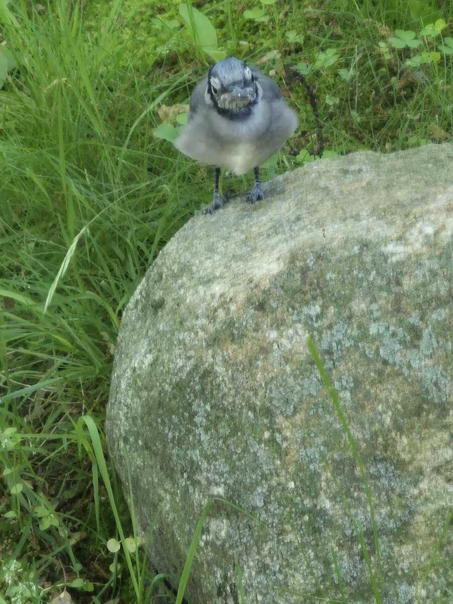 RobertLevine1's tweet photo. What seems to be a very young blue jay, with a beak full of grass and looking lost. https://t.co/nefPBJumHm