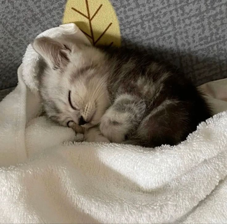 nekocatts's tweet photo. 😴 https://t.co/RWmfovZCsH