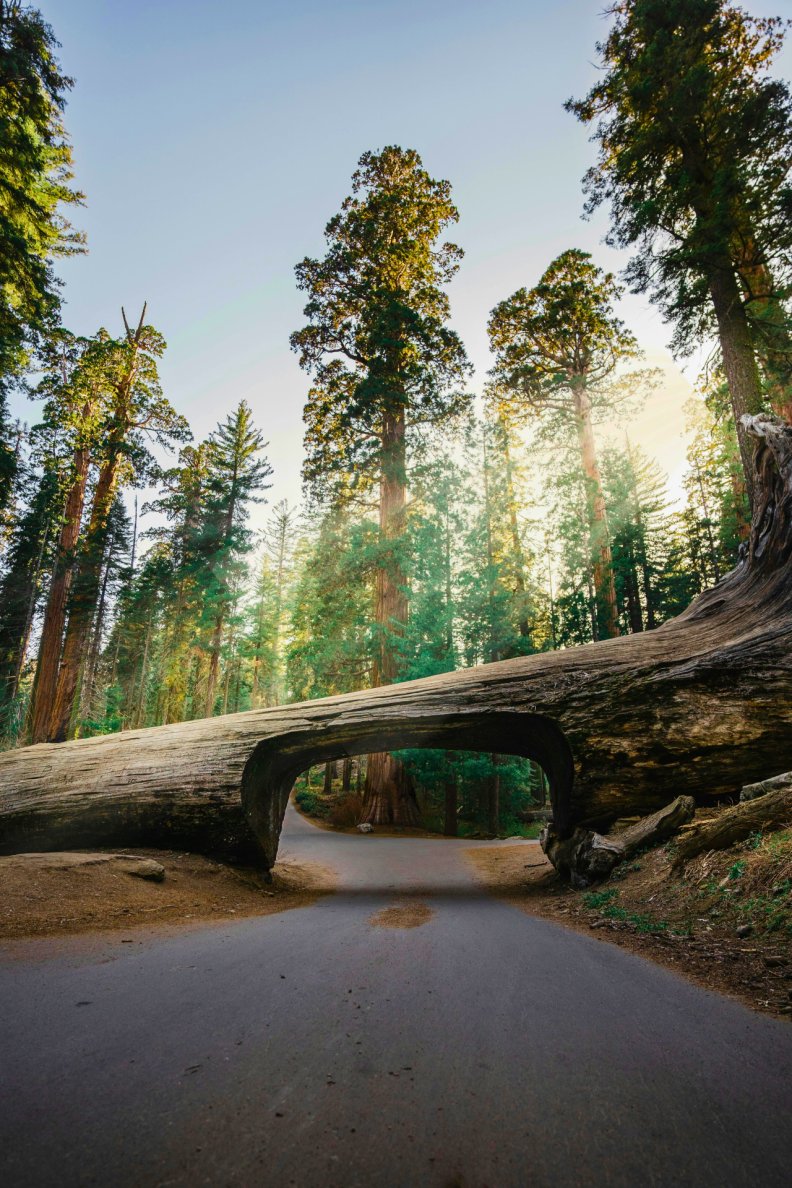 WorldnPictures's tweet photo. Sequoia National Park, California, USA 🇺🇸 https://t.co/uMp5E6VHP5