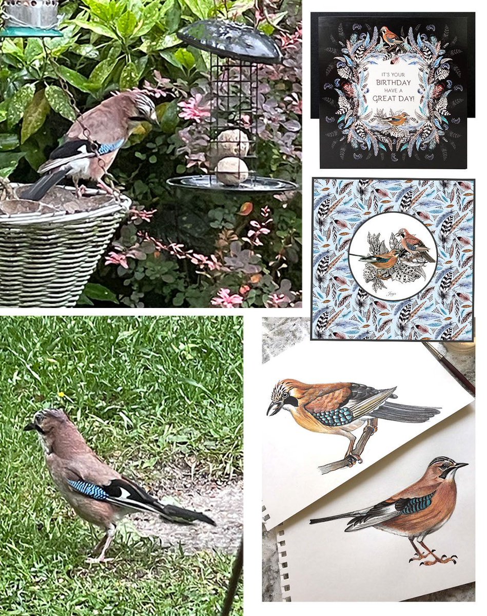 DecorqueCards's tweet photo. Look who is in the garden today! Not a frequent visitor, but one I love to paint and use in my designs!! The amazing Blue Jay, symbolising truth, courage, protection &amp; loyalty, hence they pair for life, hope it brings its partner next time!! #bluejay #birdwatching #paintingbirds https://t.co/wfN9Lqcexu