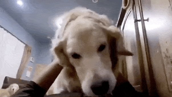 rikoFerdiansy14's tweet photo. Our little furball Charlie just hit his 6-month milestone  He went from wobbly tiny pup to zooming around the garden chasing butterflies like he owns the place—growth hits different when it’s the good kind! https://t.co/93QCPTOH59