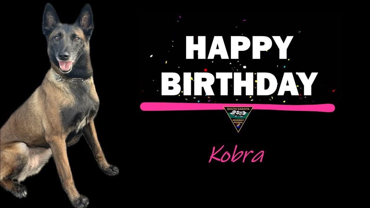 SDHighwayPatrol's tweet photo. We have a birthday to celebrate…

Police Service Dog Kobra turns six today!!! 

Happy Birthday to you… 🎶 🎵 

🐾 🐾 🐾 

  #DriveSafeSD #KeepSDSafe #sdhppsdunit https://t.co/0gFOb21TUf