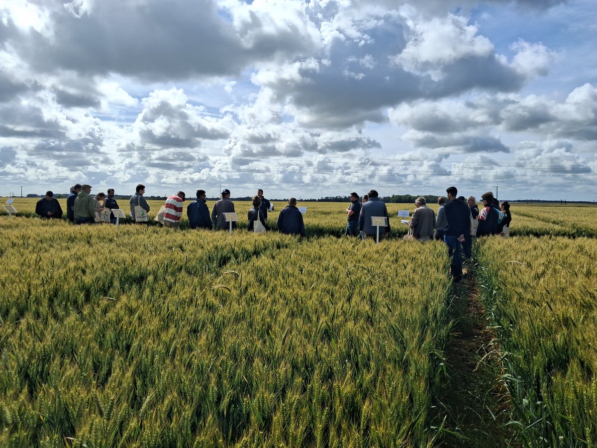 CAIDF's tweet photo. 🌾 Le 9 juin à Chalou-Moulineux (91), plus de 200 agriculteurs se sont retrouvés autour de notre plateforme d'expérimentations grandes cultures pour découvrir les résultats d’essais variétés, désherbage et régulateurs conduits par nos conseillers. #Agronomie https://t.co/7M1JVMJs1A