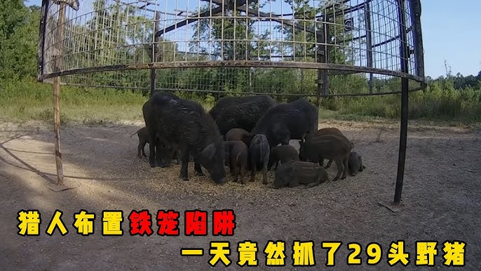 AlanInTheWorld's tweet photo. @STANLEES4 小陆师傅开这个帖，简直是放了个野猪诱捕笼子 🤣 https://t.co/WpbiOaLGm1