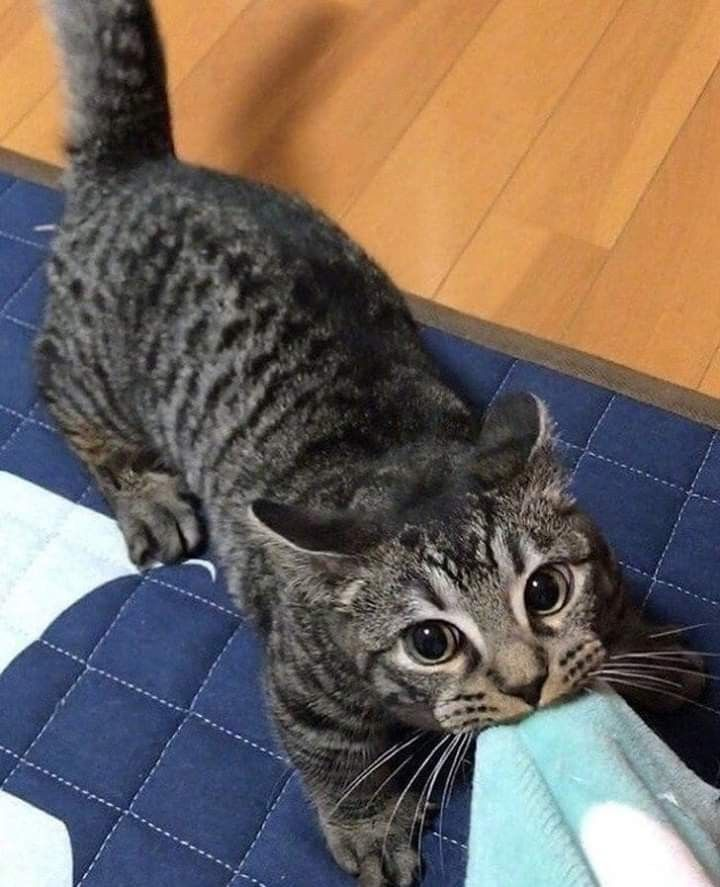 coolfunnnn's tweet photo. shh solta eey gato locoo!!!  animal del infierno!!!! cese inmediatamente !!!! sino cortare toda relacion comercial y tu nacion sera pobre !!! https://t.co/cHzmjYQlGr