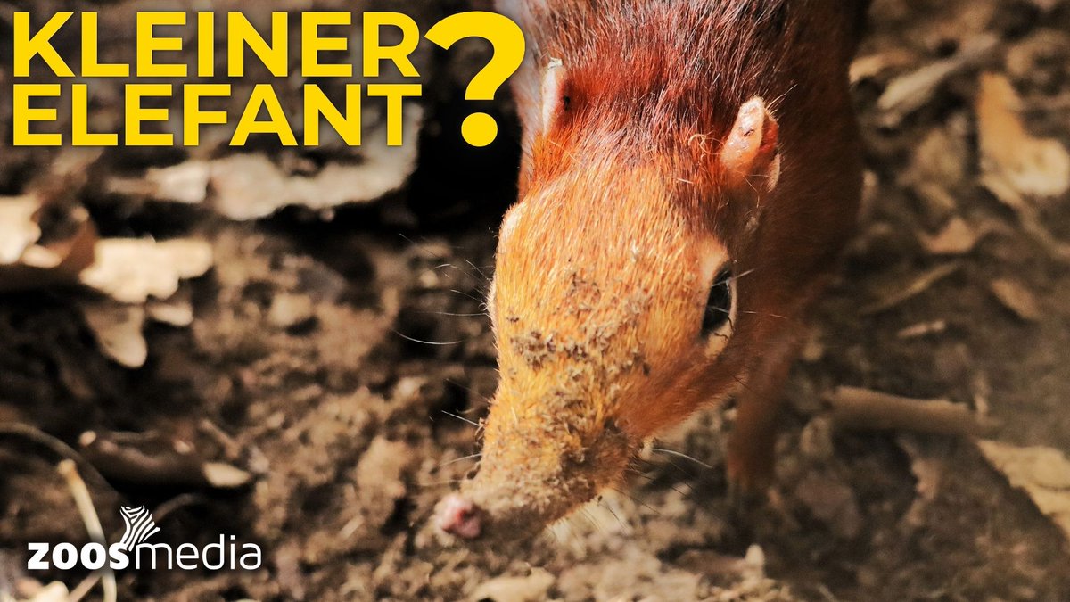 zoosmedia's tweet photo. Elephant Shrew at Cologne Zoo 😍 Meet the cute new arrivals
▷ https://t.co/FUu5RG79kA
Christoph Schuett gives an insight into the husbandry & how the exhibit was created.
#CologneZoo #ElephantShrews #Hippodom #Zoos #Animals #Biodiversity #ZoosMatter #Afrotheria #ZoosMedia 🦓 https://t.co/NhaTOsXiGZ
