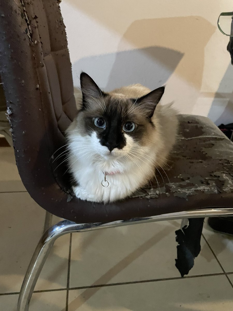 Valeeromooo's tweet photo. neta miren su cara de tonta la amo. https://t.co/JO7j6aF6AC