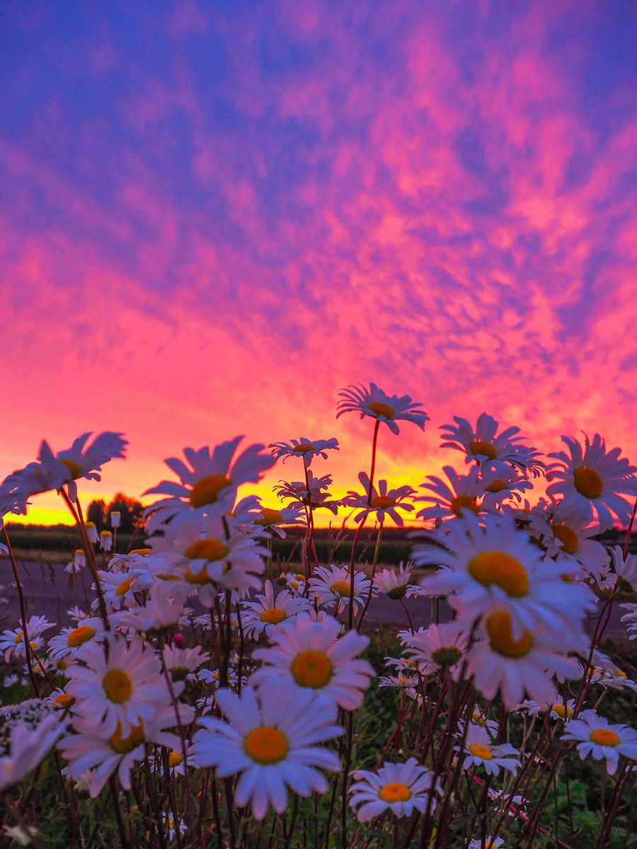 DiscoverFinland's tweet photo. Our Wednesday evening selection is a midweek mix of stunning skies and colourful clouds shots taken around Finland. 

Photos shared on IG  by mamaartphotos, aulisorjonen, teemu.hannes.aho, and luonnonkulkija:

https://t.co/O0D5saoMAU https://t.co/C2mBnIzkdL