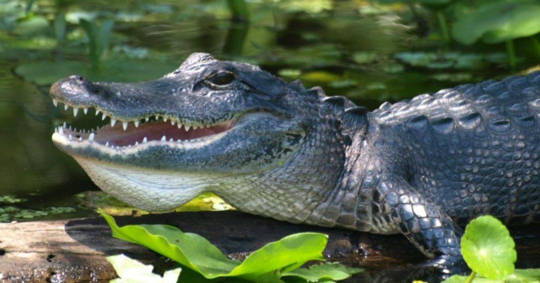 FLStateParksFdn's tweet photo. 🐊 😁 Pictured: The face we make when sneaking off to a state park on a weekday afternoon!
Seen alligators at your favorite state park? Help them by admiring them from a safe distance, obeying signs and not feeding them.
#FloridaStateParks #TheRealFlorida #WildlifeWednesday https://t.co/fsMyFeEyab