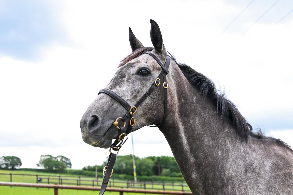 Harry05Derham's tweet photo. New syndicate launching soon with @OLBG

Jukebox Jury mare, BOOMBOX 

Purchased at @GoffsUK for 110k, we are looking forward to her joining the team next season as an exciting National Hunt prospect. 

Shares avalible from 1%. Register your interest or find out more here 

https://t.co/p8ScudITTy
