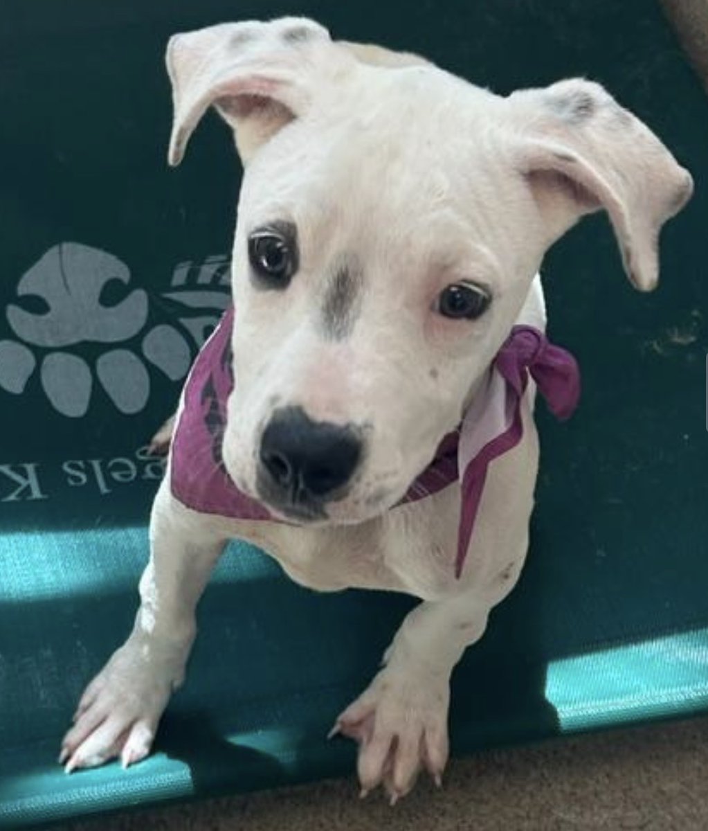 readlarrypowell's tweet photo. In our midweek edition, readlarrypowell cites available dogs and other topics.  That's Shiloh, adorable available in Mesquite, Texas.
https://t.co/VNfZ91J1qM https://t.co/Vj0futHF9a