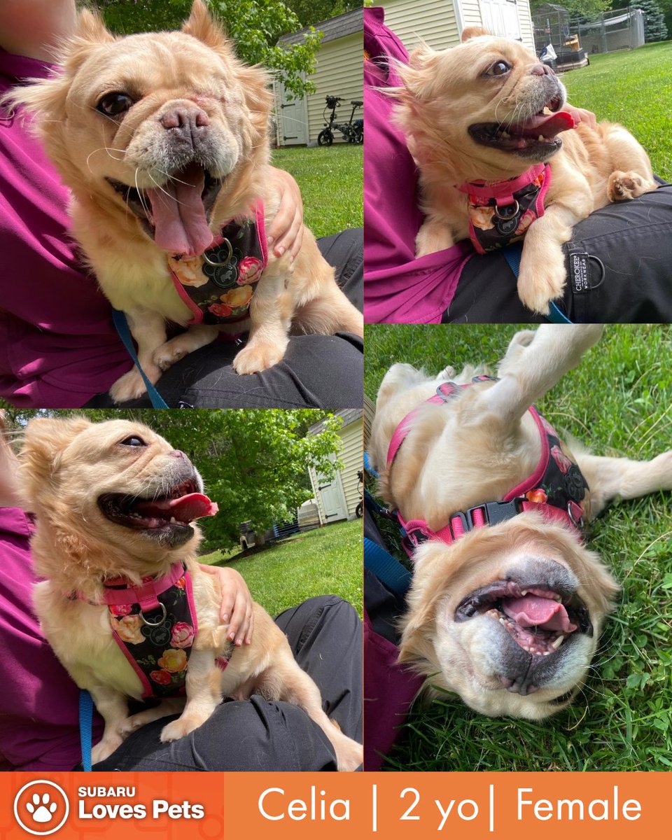 StatelineSubaru's tweet photo. Meet Celia, our Pet of the Week from @foreverpaws!

Celia has been the sweetest ray of sunshine. She's been patient and an absolute GEM for everything from handling &amp; treating her eye to socializing with people. Nothing has been able to get this girl down! https://t.co/LXrF5wigc7 https://t.co/473sfQHxeh