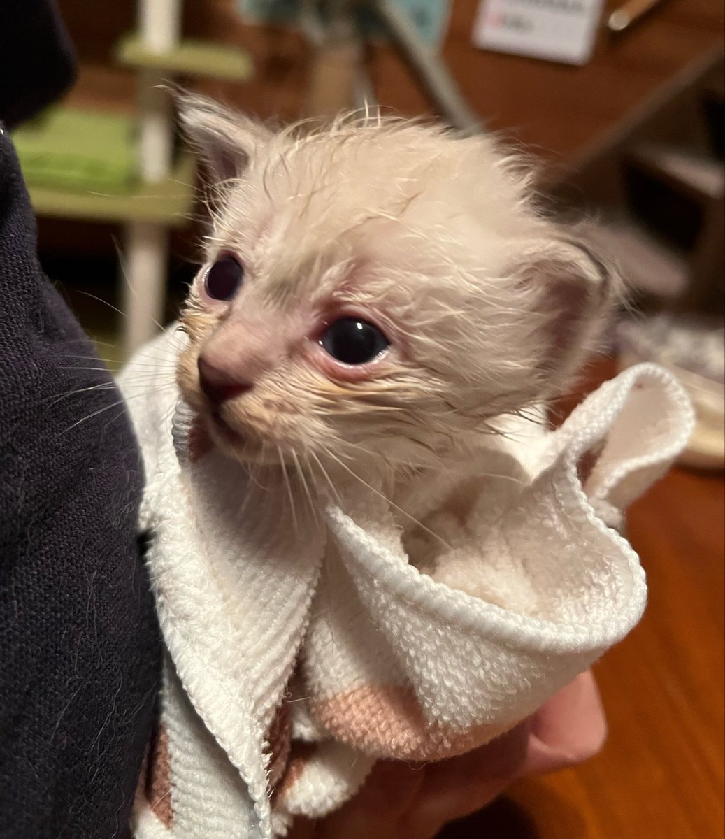 dabosuke__'s tweet photo. かいじゅうくん達譲渡後に緊急で子猫を保護してきました。

2匹減って4匹増える。
あるあるです。

電話では5〜6匹いるかもと言われていましたが4匹でした。

目やにとにおいがきついので綺麗にしてからミルクを飲みました。 https://t.co/AlAcGH953m