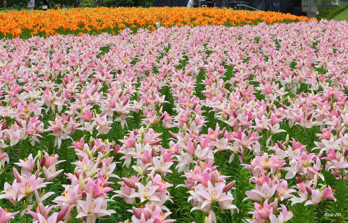RINA_200's tweet photo. 約15万輪のゆりの花が咲き誇る福井県坂井市にあるゆりの里公園✨
今年も非常にたくさんのゆりが見頃を迎え、写真いっぱいにゆりがおさまるほど素晴らしい光景でした！
ぜひ北陸へ来られた際には、ゆりの里公園へ行ってみてください😊📸　この時期の良い思い出になります！
#TLを花でいっぱいしよう https://t.co/jfKyVn4TdX