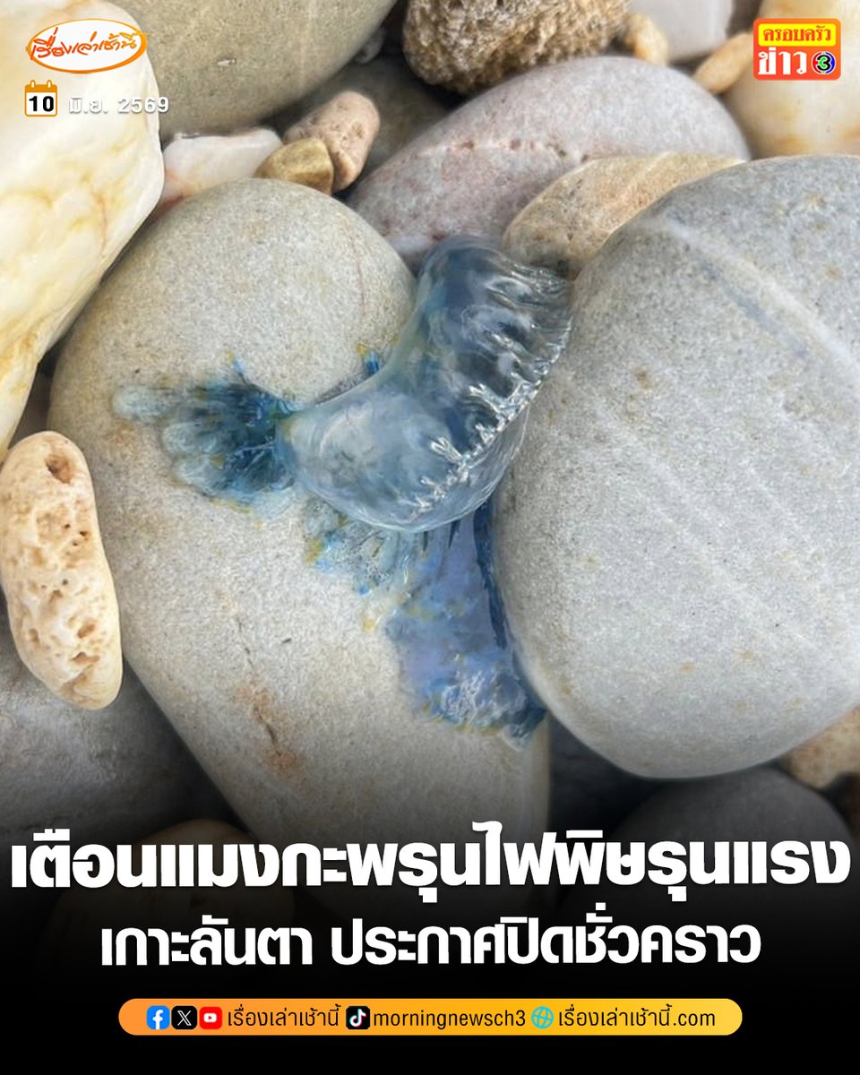 MorningNewsTV3's tweet photo. เกาะลันตาเตือน “แมงกะพรุนไฟหมวกโปรตุเกส” เกลื่อนหาด ห้ามสัมผัสอันตรายพิษรุนแรง ล่าสุด ประกาศปิดแหล่งท่องเที่ยวชั่วคราว ตั้งแต่วันที่ 11 มิ.ย.นี้ จนกว่าสถานการณ์จะกลับสู่ภาวะปกติ

อ่านข่าว : https://t.co/3i3Vp4NayG

#เรื่องเล่าเช้านี้ #ครอบครัวข่าว3 #ข่าวภูมิภาค https://t.co/RXv5BNe8dA