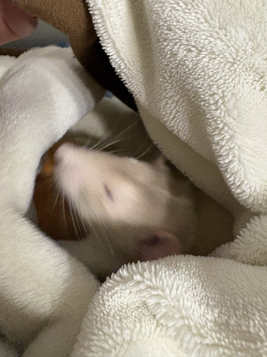 ﾊ・ﾑﾁｬﾝ🐹 (@ha_muchan) / Posts / X